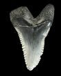 Fossil Hemipristis Tooth - Georgia #43055-1